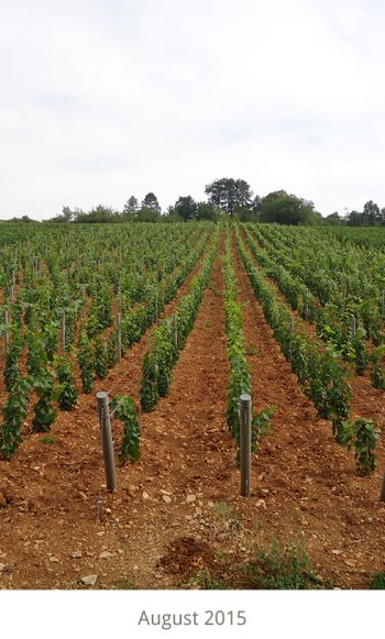 plantation-a-savigny-EN